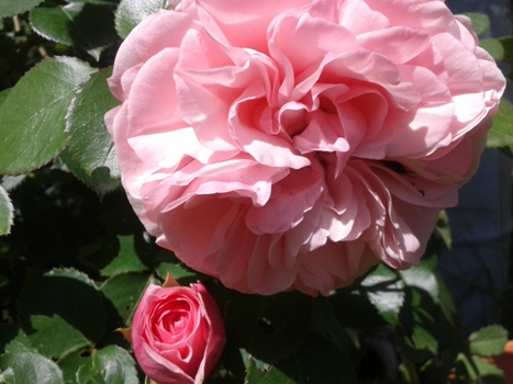 rose